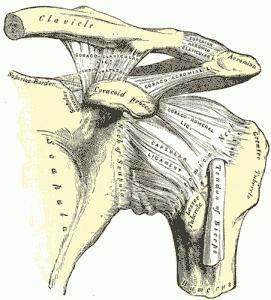 Shoulder Separation and Acromioclavicular Joint Injury Dr. Abigail R. Hamilton, M.D. DESCRIPTION A shoulder separation is not truly an injury to the shoulder joint.