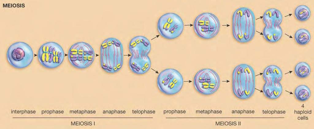 Meiosis Produces 1n Gametes Meiosis requires 2 rounds of cell division: Meiosis I differs from mitosis in
