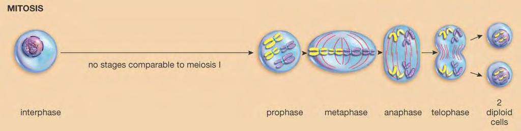 4 Stages of Mitosis 1) Prophase 2)