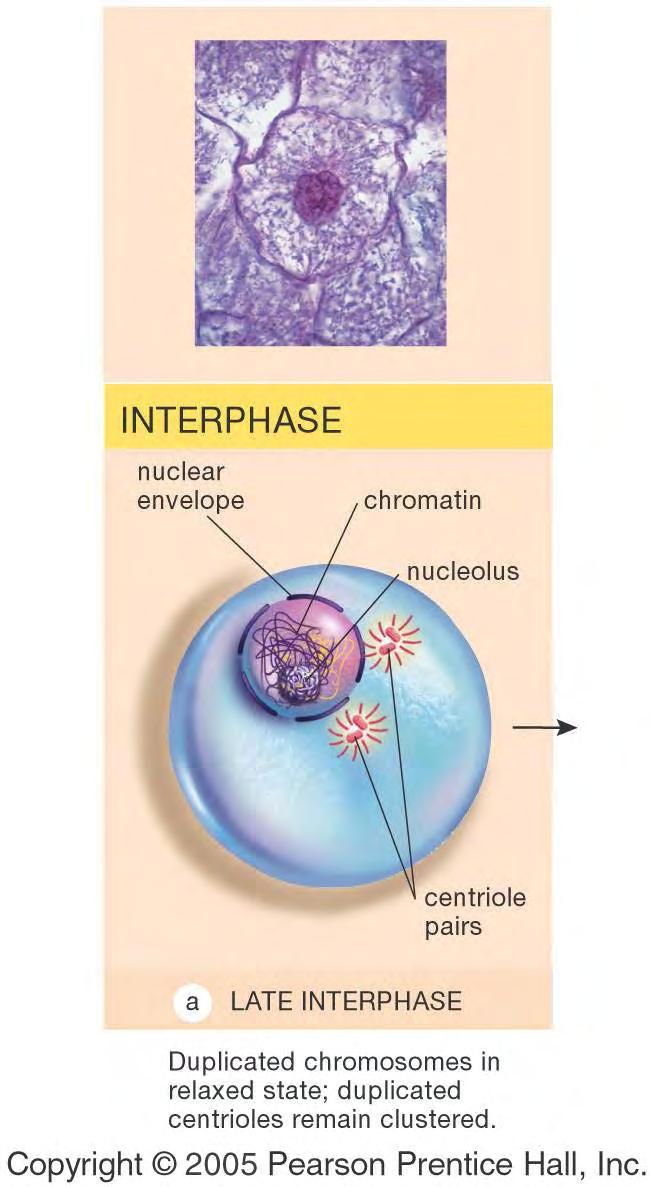Interphase G 1, S phase & G 2 all events in preparation for cell division