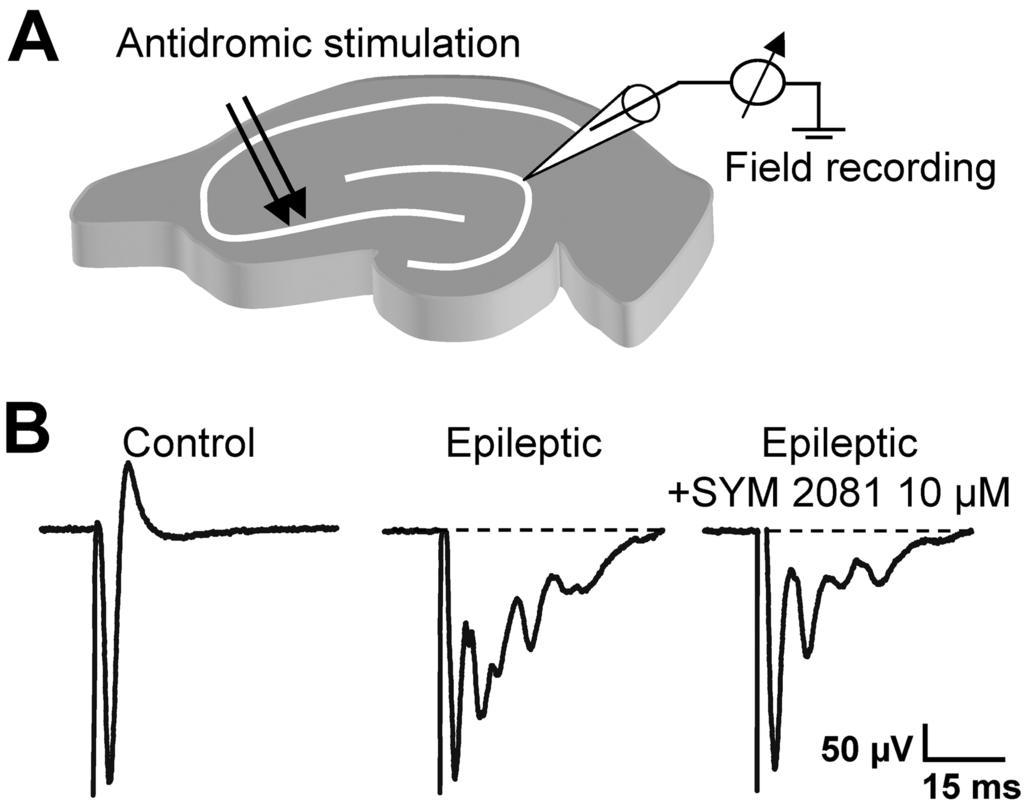 Epsztein et al. EPSCKA in Epileptic Granule Cells J. Neurosci., September 7, 2005 25(36):8229 8239 8237 Figure 8.