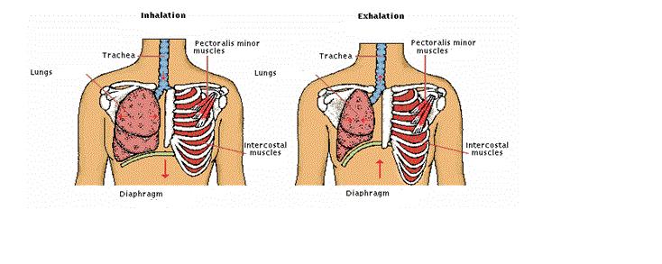 Station B: Examine the diagram and answer the following questions. 11. What happens to the Pectoralis major muscles, Intercostal muscles and the Diaphragm during Inhalation?
