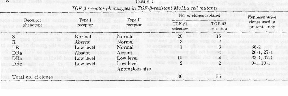 Genetic Screening of the Cell lines Lacking of TGF-beta Receptors Three types of cell clones: -R cells: Loss of Type I receptor binding -DR Cells: loss of both Type I and Type II
