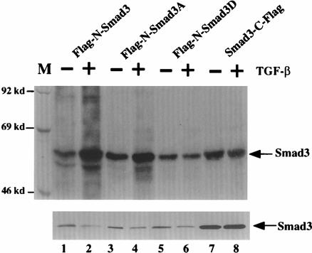 Phosphorylation of Smad3 by TGF-beta RI at