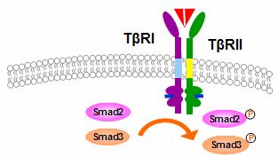 TGF-β-dependent &Independent Smad2 Phosphorylation Mv1Lu wt R1B (TβRI