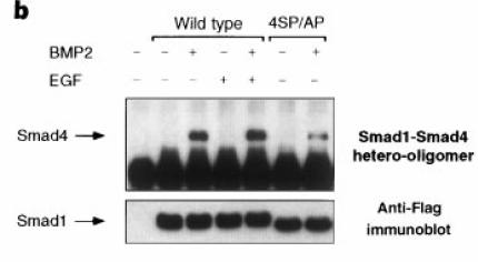 EGF-induced phosphorylation of the Smad1 linker region does not prevent Smad1/Smad4