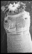 Trematodes Cestodes Introduction to the