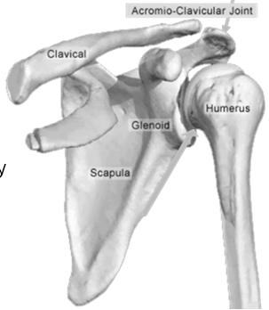 Shoulder anatomy Underlying Anatomy Bones Acromion Humerus