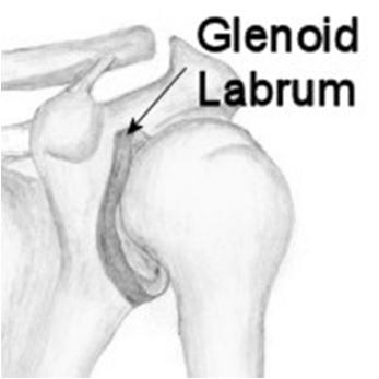 Sternum Clavicle Glenohumeral Joint Lesser Tuberosity Greater