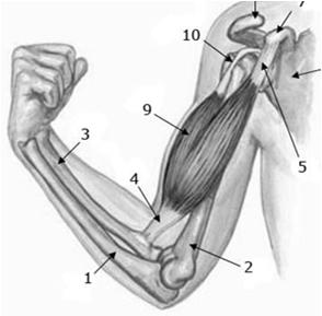 (screwing, twisting) #2 Flexion of the elbow Shoulder exam Long