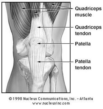 The quadriceps muscles