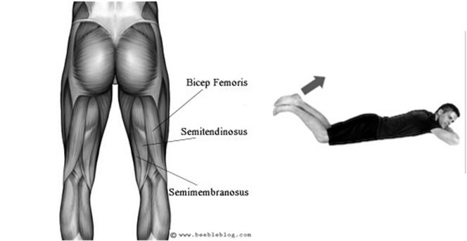 quadriceps tendon