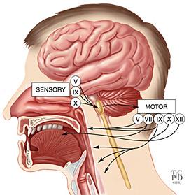 Cerebralni pedunkuli moždano deblo Descendentni putevi (korteks deblo) Generator potrebnih pokreta /regulacija gutanja Sensory impulses reach the brainstem primarily through the 7th, 9th, and 10