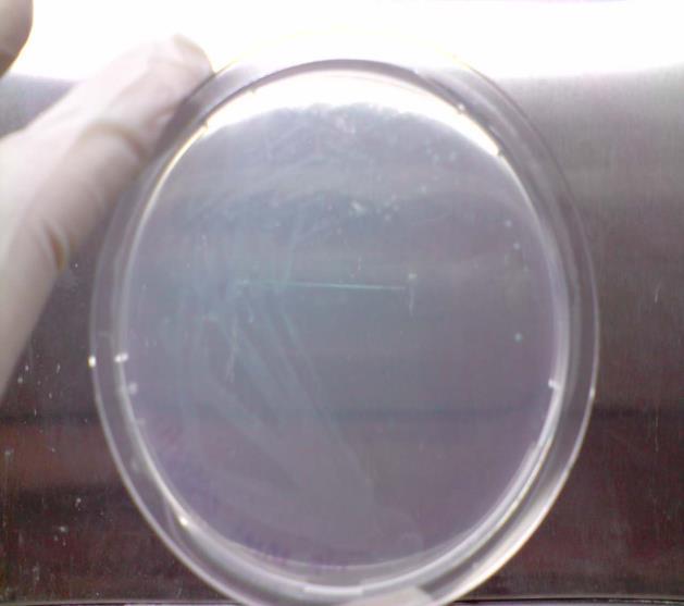 Growth of E. coli DH5α on formulated colourless agar at 37 o C showed similar trends to those of B.