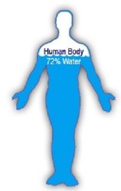 Water Did you know? 70 to 75 % of the human body consists of water! Functions in the Body: Water carries nutrients to your cells and carries waste from your body. Regulates body temperature.