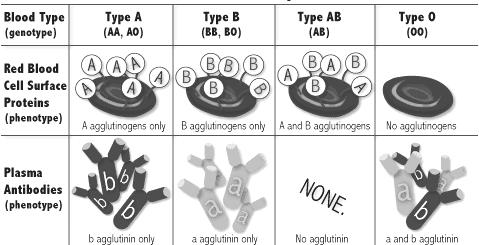 Active Immunity: Passive Immunity: IV. Blood Type Compatibility & Transfusions Figure 9: ABO Blood Groups & Plasma Antibodies Figure 9.