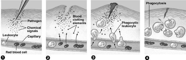 b) Eosinophils: defend against parasites (tapeworms, blood flukes) by attaching to their body wall & discharging destructive enzymes.