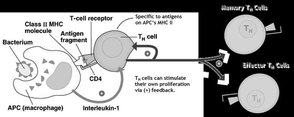 The Immune Response Figure 5: Initiation of Immune Response: Function of Macrophages (APC s) A pathogen is engulfed by a macrophage, upon which its antigens combine with class II MHC s that are