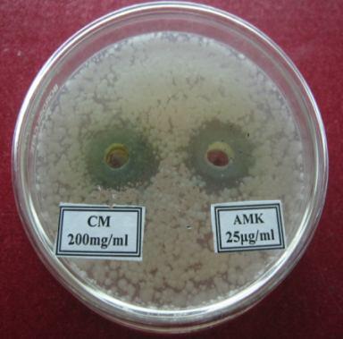 Staphylococcus aureus 11 ± 1.02 16 ± 2.36 19 ± 1.39 Bacillus subtilis 9 ± 2.