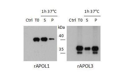 Supplementary Figure 11. Selective precipitation of rapol3 in the trypanosome incubation medium.