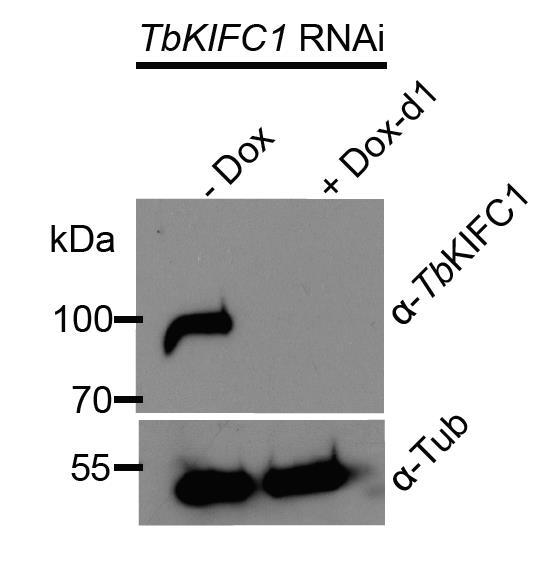 Supplementary Figure 4. Doxycycline-mediated induction of TbKIFC1 RNAi.