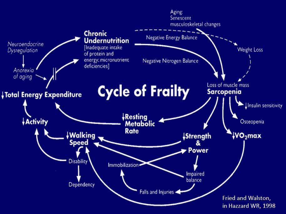 Frailty in HIV: Clarifying the concept Frailty, defined as a loss of physiologic reserve and increased vulnerability Mechanisms of frailty in