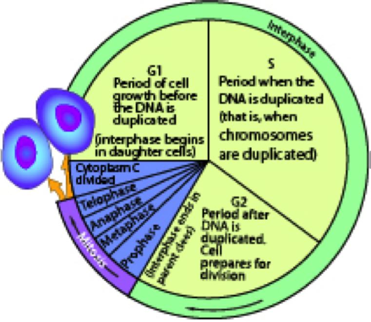 Cellular Differentiation Part I: The Cell Cycle During your lifetime, trillions of your cells will undergo the cell cycle.