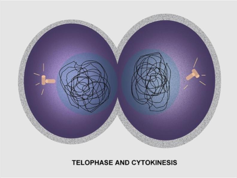 Cellular Differentiation Part I: The Cell Cycle, continued Anaphase This third phase of mitosis begins when the two centromeres of each chromosome part ways and separate the sister chromatids.