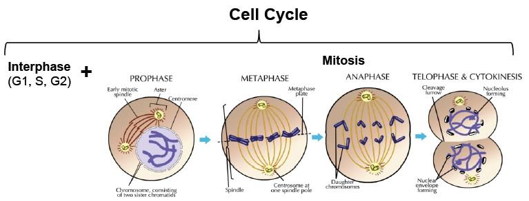 Part II: Cell Cycle Regulation There are several factors responsible for regulating the cell cycle. DNA contains many different genes that produce specific proteins.