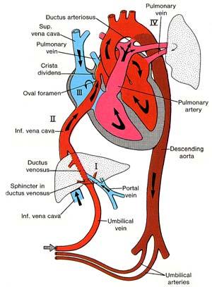 Transition from Fetal to Neonatal Circulation Pulmonary blood flow Pulmonary venous return Left atrial pressure Closure Foramen Ovale Arterial po 2 Closure Ductus Arteriosus Neonatal Pulmonary