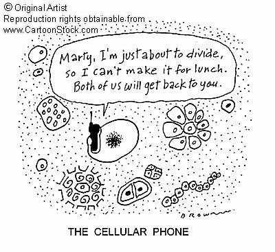 Do Now: What process do you think this cartoon is describing? Mitosis: Cell Division Key Points On Cell Division Species must reproduce in order to survive from generation to generation.