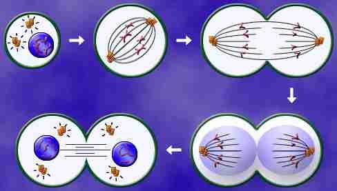 2N Chromosomes 2N 2N 2 Daughter Cells DNA replication Mitosis 2 Diploid daughter cells Words To Know Nucleus Poles Chromatin