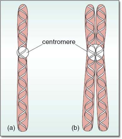 material called chromosomes. Chromatin - Thin twisted threads made of DNA. - Found during non-dividing cells.