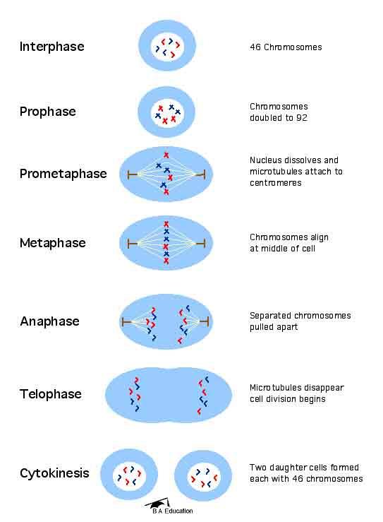 The Phases of Mitosis 1. Prophase 2. Metaphase 3. Anaphase 4.