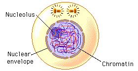 thread-like & not visible in the nucleus. Uncoiled DNA is called chromatin. Each makes a copy of itself (replication). http://www.cellsalive.com/cell_cycle.htm Centrioles form.