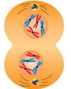 Mitosis division of the nucleus into 2 nuclei, each with