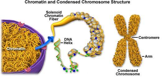 DNA DNA is located in the nucleus and controls all cell activities including cell division Long and thread-like DNA in a non-dividing