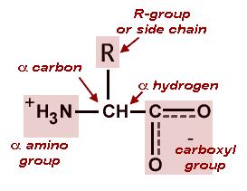Amino Acids All amino acids contain four distinct chemical groups connected to a