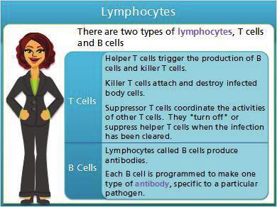 Notes: Lymphocytes are specialized white blood cells that coordinate and perform many functions of specific immunity.