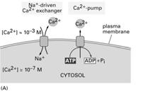 synthesis of DAG and IP 3 Phospholipase C causes an
