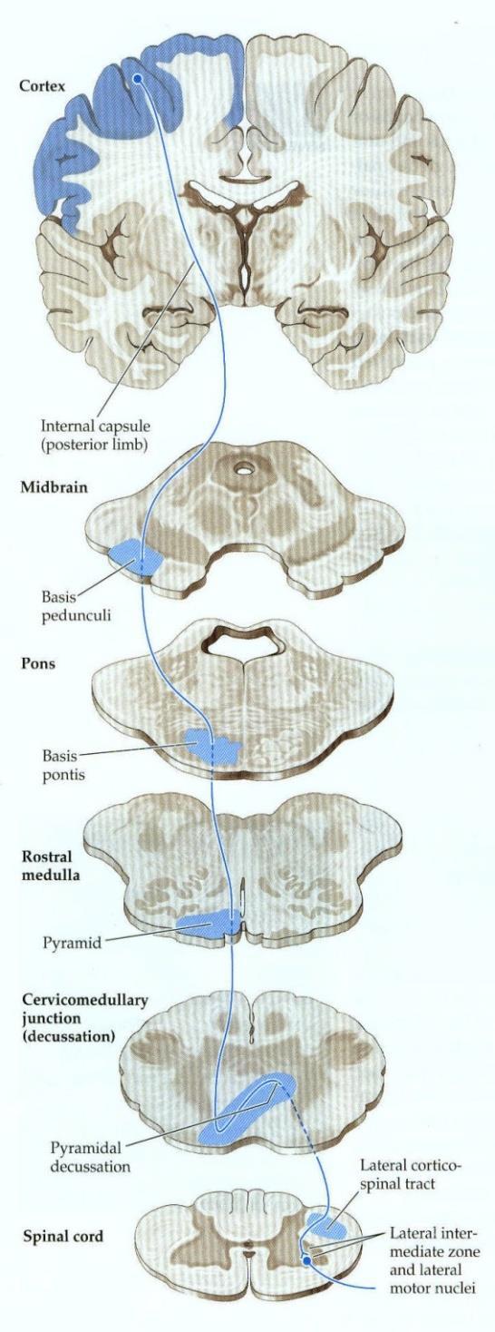 Direct Corticospinal Tract The FACE is represented laterally in Motor Cortex The LEG is represented medially in Motor Cortex The indirect corticospinal tracts run along with the direct