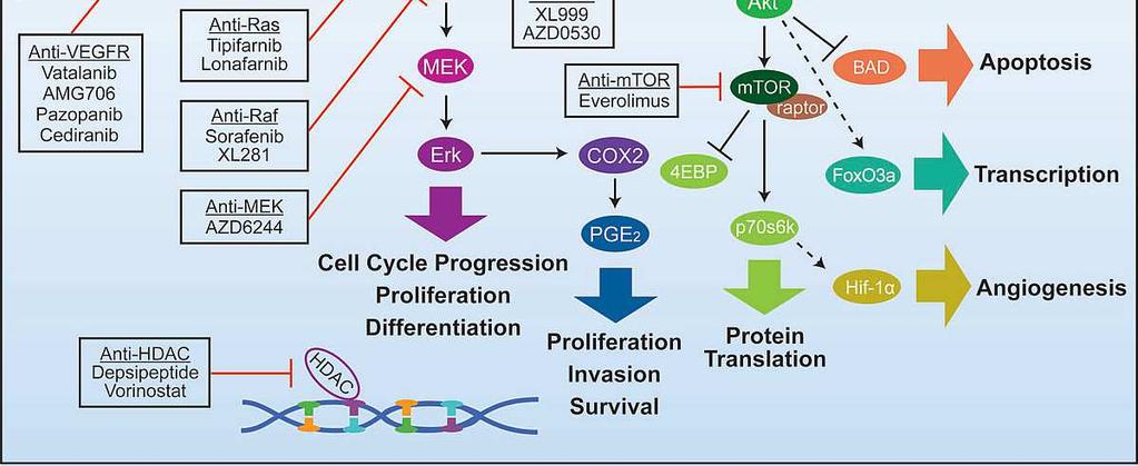 Međutim, pokazalo se da ni tumorska ekspresija ovog receptora, ni broj kopija gena nemaju značajnu asocijaciju sa odgovorom na EGFR-ciljanu terapiju.