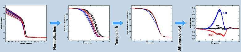 Slika 19. Gene Scanning analiza: normalizacija, temperaturno pomeranje i diferencijalni plot (preuzeto sa http://hrm.gene-quantification.info/). 3.