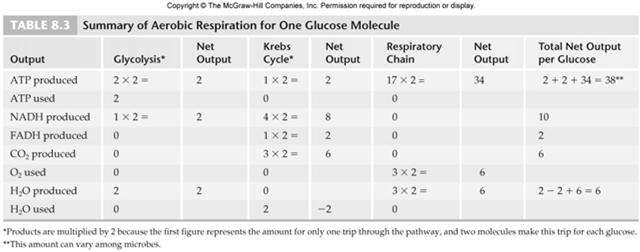 Electron Transport Chain Locations Eukaryotes mitochondria Prokaryotes Cytoplasmic membrane 58 ATP Yield: One glucose molecule, aerobic