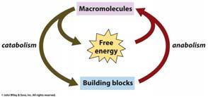 Metabolism and Bioenergetics Pratt and Cornely, Chapter 12 Breakdown of food