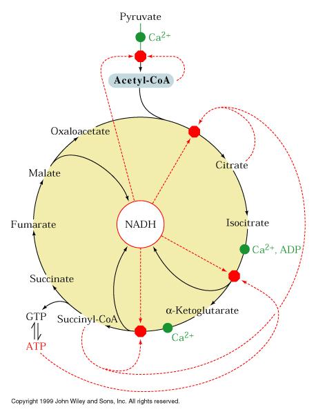 Energetics NADH - > 3 ATP, FADH - > 2 ATP, GTP or ATP one turn produces 12 ATP 1 molecule of glucose - > 2 CO 2 +ATP (w/o 2 ) glycolysis - 8 ATP PDH - 6 ATP - > total of 38 ATP TCA - 24 energy