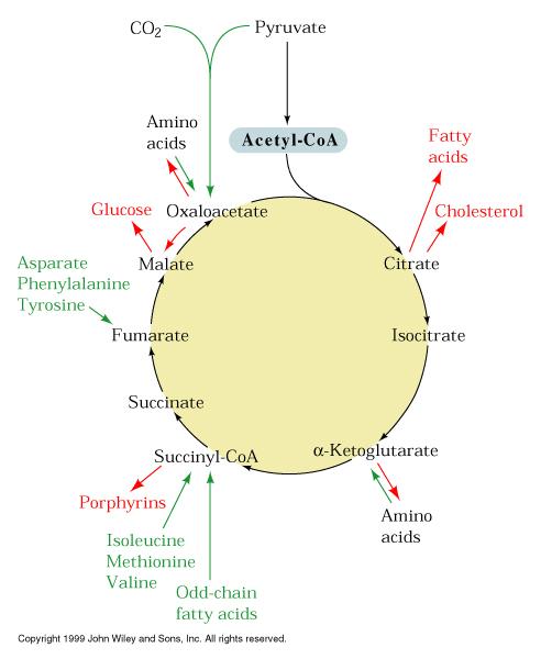 Cycle enzymes - CS - inhibited by S-CoA, citrate, NADH, and ATP - IDH - inhibited by - NADH & ATP - stimulated by NAD & ADP - a KDH - Inhibited by S-CoA,NADH and high ATP/AMP Feeding the cycle