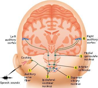 Organisation of the Auditory System Auditory nerve (1) Cochlear nuclei (midbrain) (2) Superior olivary