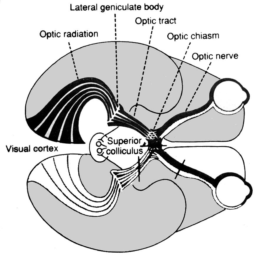 Organisation of the Visual System LGN pathway - 90% of axons in optic nerve (10% to pulvinar and sup.