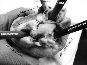 Biology 12 Name: Circulatory System Per: Date: Observation: External Anatomy LAB: Sheep or Pig Heart Dissection 1.